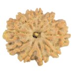 10 Mukhi Rudraksha 28.9mm 5.64gm - Rudraksha