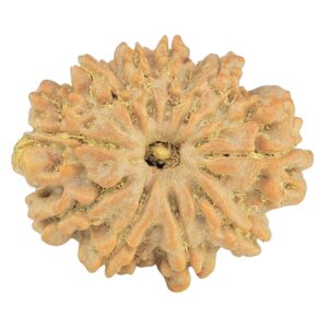 10 Mukhi Rudraksha 28.9mm 5.64gm - Rudraksha