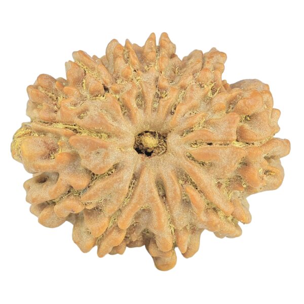10 Mukhi Rudraksha 28.9mm 5.64gm - Rudraksha