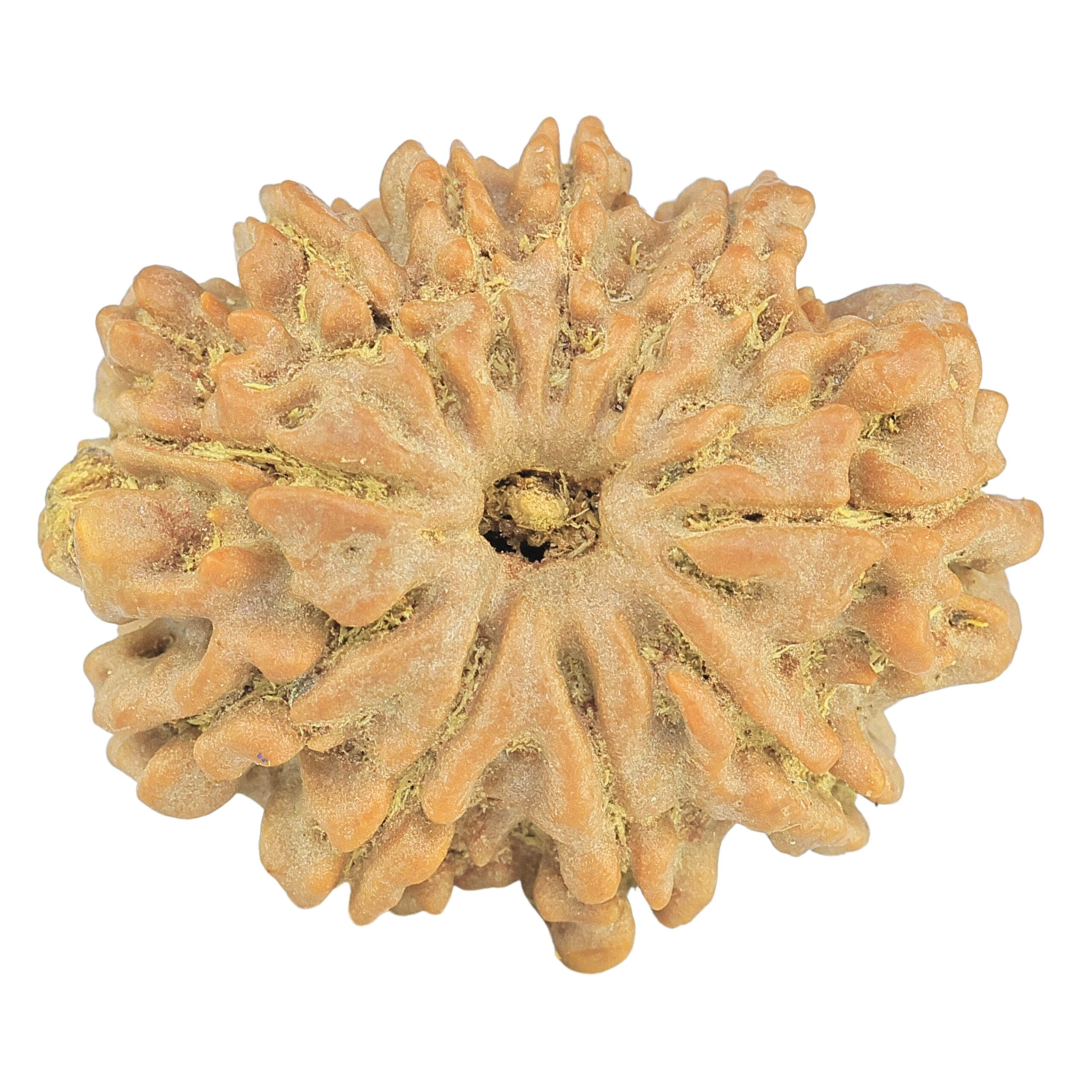 10 Mukhi Rudraksha 28.9mm 5.64gm - Rudraksha