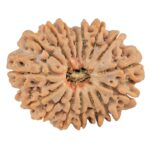 16 Mukhi Rudraksha 27.3mm 4.92gm - Rudraksha