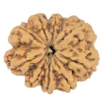 9 Mukhi Rudraksha 26.9mm 4.86gm - Rudraksha