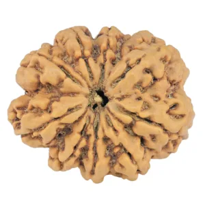 9 Mukhi Rudraksha 26.9mm 4.86gm - Rudraksha