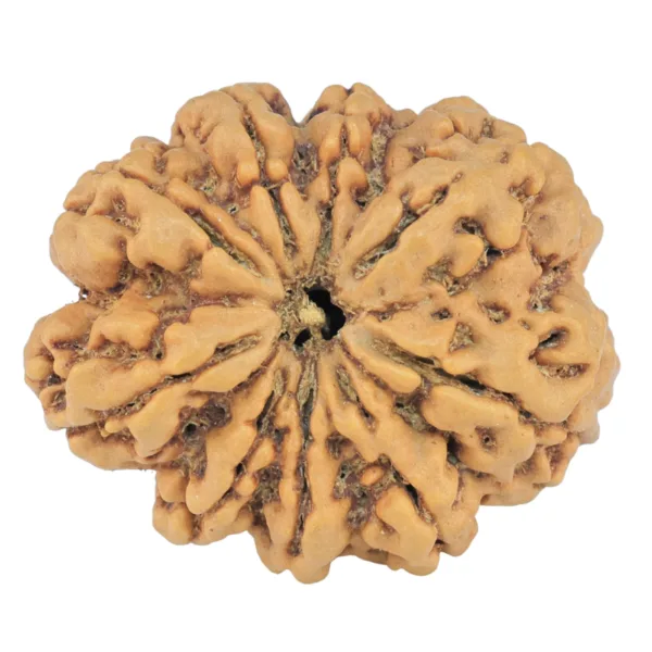 9 Mukhi Rudraksha 26.9mm 4.86gm - Rudraksha