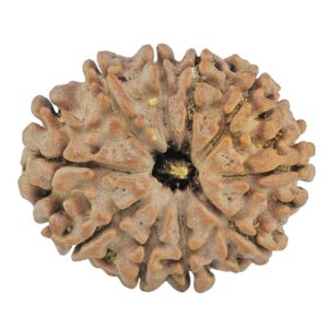 10 Mukhi Rudraksha 28.4mm 5.17gm - Rudraksha