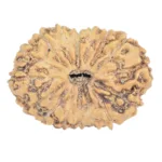 16 Mukhi Rudraksha 21.1mm 1.62gm - Rudraksha