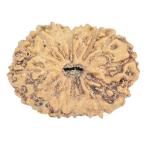 16 Mukhi Rudraksha 21.1mm 1.62gm - Rudraksha