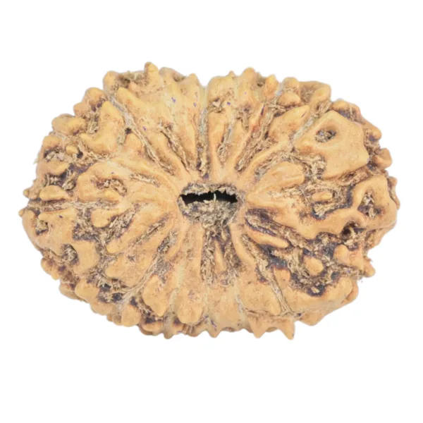 16 Mukhi Rudraksha 21.1mm 1.62gm - Rudraksha