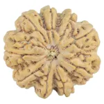 9 Mukhi Rudraksha 30.6mm 8.3gm - Rudraksha