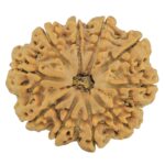 10 Mukhi Rudraksha 29.9mm 6.5gm - Rudraksha