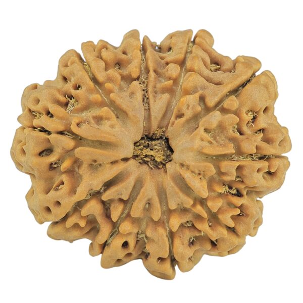 10 Mukhi Rudraksha 29.9mm 6.5gm - Rudraksha