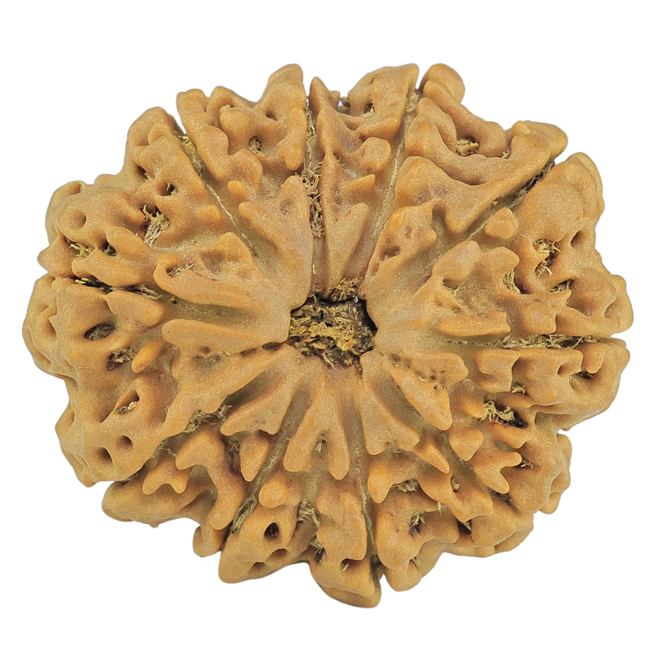 10 Mukhi Rudraksha 29.9mm 6.5gm - Rudraksha