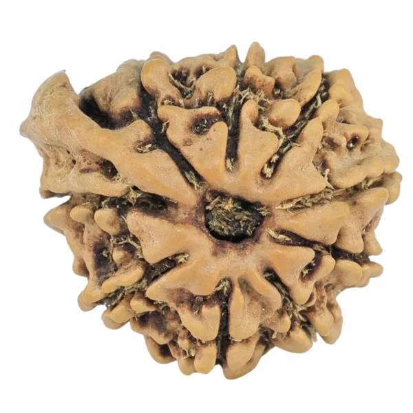 9 Mukhi Ganesh 19mm 1.73gm - Rudraksha