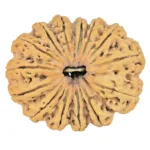 14 Mukhi Rudraksha 32.7mm 4.8gm - Rudraksha