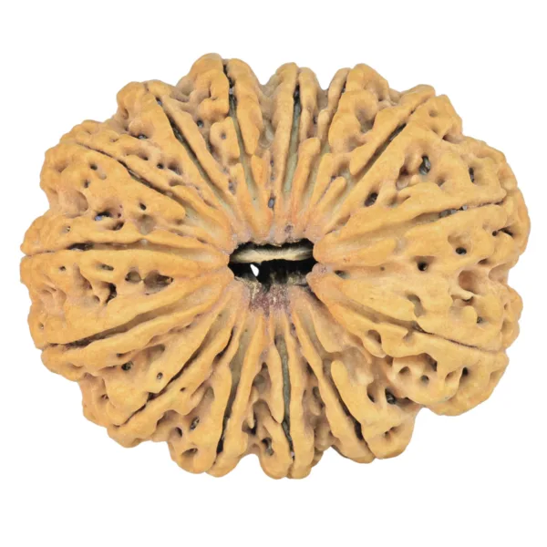 14 Mukhi Rudraksha 32.7mm 4.8gm - Rudraksha