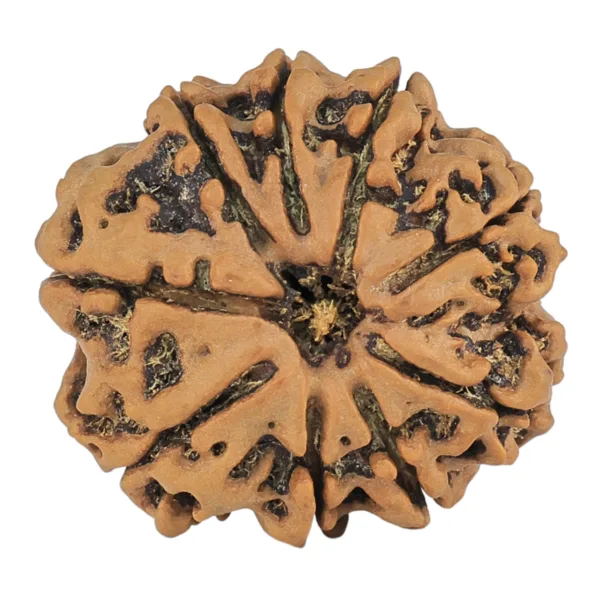 9 Mukhi Rudraksha 27.7mm 6gm - Rudraksha