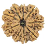 9 Mukhi Rudraksha 28.3mm 5.93gm - Rudraksha