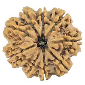9 Mukhi Rudraksha 28.3mm 5.93gm - Rudraksha