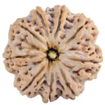 9 Mukhi Rudraksha 32mm 9.35gm - Rudraksha