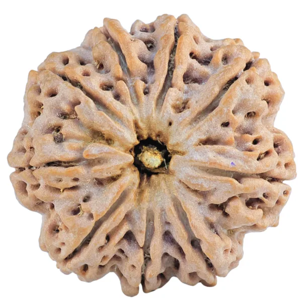 9 Mukhi Rudraksha 32mm 9.35gm - Rudraksha