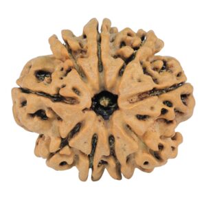 9 Mukhi Rudraksha 26.5mm 4.46gm - Rudraksha