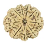 9 Mukhi Rudraksha 31.8mm 3.87gm - Rudraksha