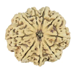 9 Mukhi Rudraksha 31.8mm 3.87gm - Rudraksha