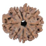 9 Mukhi Rudraksha 25.8mm 5.14gm - Rudraksha