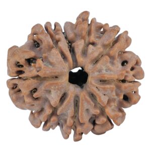 9 Mukhi Rudraksha 25.8mm 5.14gm - Rudraksha