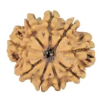 9 Mukhi Rudraksha 24.7mm 3.51gm - Rudraksha