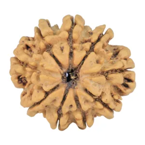 9 Mukhi Rudraksha 24.7mm 3.51gm - Rudraksha