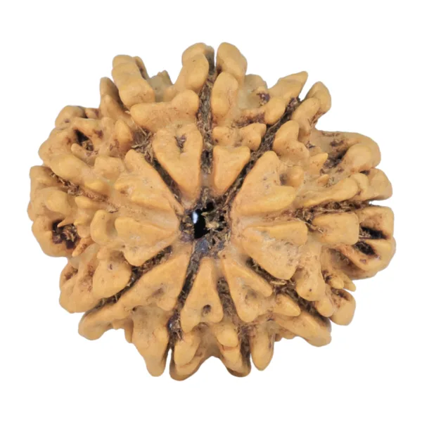 9 Mukhi Rudraksha 24.7mm 3.51gm - Rudraksha
