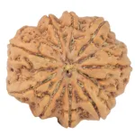 9 Mukhi Rudraksha 31.7mm 8.89gm - Rudraksha