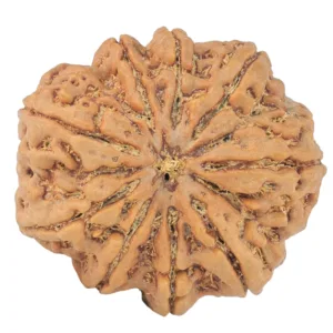 9 Mukhi Rudraksha 31.7mm 8.89gm - Rudraksha