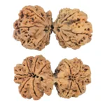 11 MK Gaurishankar 48mm 10.65gm - Rudraksha