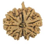 11 Mukhi Ganesh 25mm 4gm - Rudraksha
