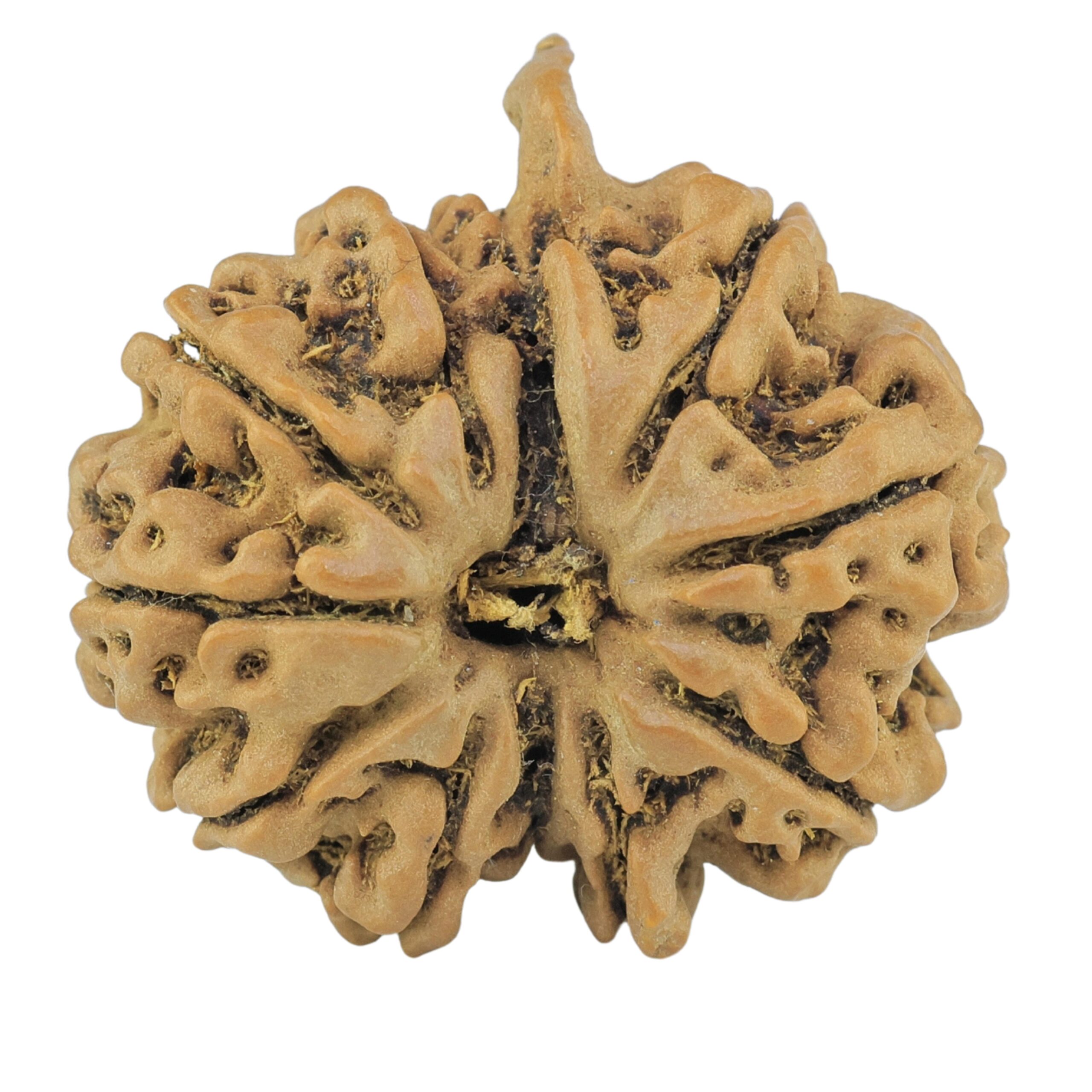 11 Mukhi Ganesh 25mm 4gm - Rudraksha