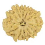 10 Mukhi Rudraksha 23.1mm 3.58gm - Rudraksha