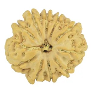 10 Mukhi Rudraksha 23.1mm 3.58gm - Rudraksha