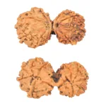 11 MK Gaurishankar 35.9mm 5.58gm - Rudraksha