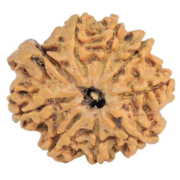 9 Mukhi Ganesh 24mm 2.89gm - Rudraksha