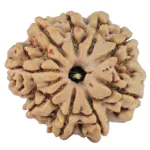 9 Mukhi Rudraksha 28.1mm 6.58gm - Rudraksha
