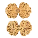 10 Mk Gaurishankar 41mm 6.56gm - Rudraksha