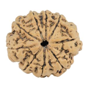 9 Mukhi Rudraksha 25.4mm 3.76gm - Rudraksha