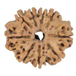 9 Mukhi Rudraksha 25mm 3.39gm - Rudraksha