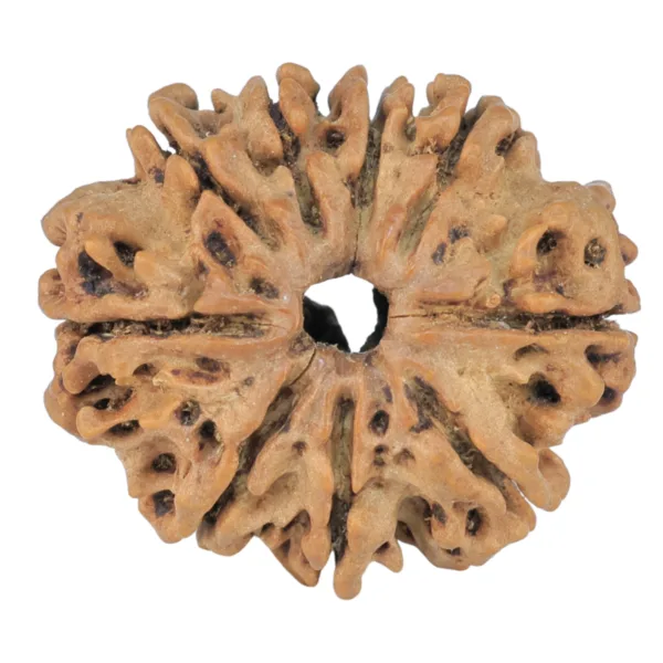 9 Mukhi Rudraksha 25mm 3.39gm - Rudraksha