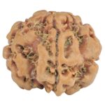 1MK(Underdeveloped) 22.5mm 3.89gm - Rudraksha