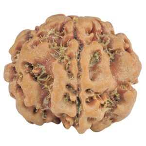 1MK(Underdeveloped) 22.5mm 3.89gm - Rudraksha