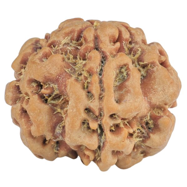 1MK(Underdeveloped) 22.5mm 3.89gm - Rudraksha