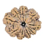 9 Mukhi Rudraksha 30.5mm 5.66gm - Rudraksha